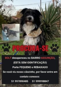 CACHORRO DESAPARECIDO EM PORTO ALEGRE: BOLT SUMIU DURANTE TEMPESTADE NA ZONA SUL